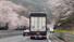 24일 오후 경남 창원시 성산구 대방동 한 도로를 지나는 트럭에 부착된 사람 눈 모양 스티커가 벚꽃을 구경하는 듯하다. 연합뉴스