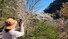 휴일인 9일 대전시 유성구 계룡산국립공원 수통골을 찾은 한 등산객이 활짝 핀 벚꽃을 카메라에 담고 있다. 수통골은 도심보다 기온이 2∼3도 낮아 벚꽃이 3∼4일 정도 늦게 피고 늦게 진다. 연합뉴스