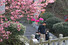 10일 경북 포항시 남구 장기면 도암사 주변에 겹벚꽃이 활짝 핀 가운데 한 가족이 벚꽃을 보며 계단을 내려오고 있다. 연합뉴스