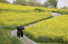 절기 곡우(穀雨)를 이틀 앞둔 18일 전남 나주시 영산강체육공원 유채꽃밭에서 시민들이 우산을 쓰고 산책하고 있다.  연합뉴스