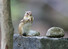 무더위가 찾아온 15일 강원 강릉시 대관령 숲속에서 다람쥐 한 마리가 등산객이 흘린 과자 부스러기를 맛있게 먹고 있다. 연합뉴스