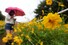 비가 내린 13일 오후 서울 송파구 올림픽공원 들꽃마루를 찾은 시민이 우산을 쓰고 있다. 2023.9.13 연합뉴스