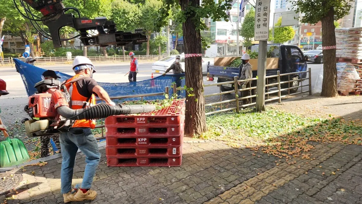 [Reportage] Seoul shakes down its ginkgo trees before they raise a stink
