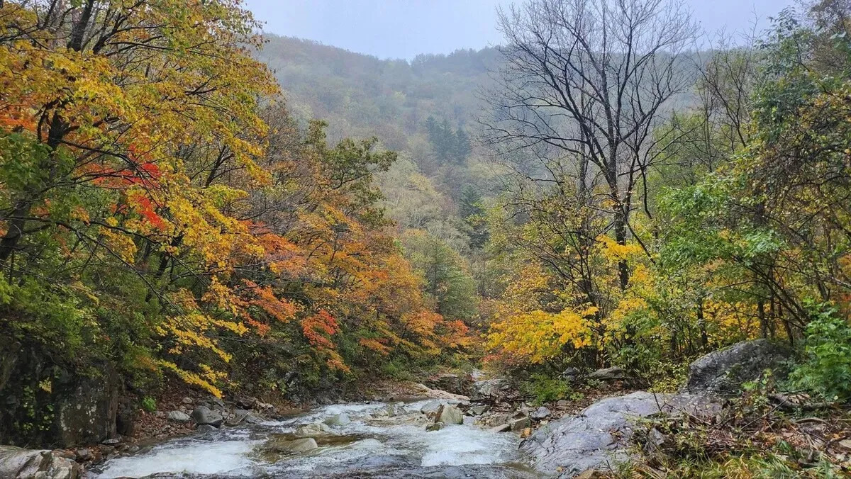 Autumn foliage at Mount Odae. (courtesy National Park Service)