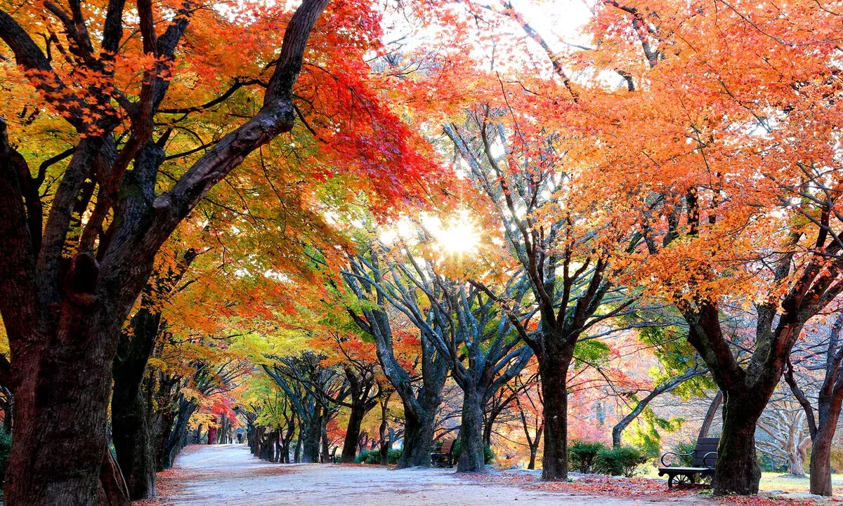 Autumn foliage at Mount Naejang. (courtesy National Park Service)