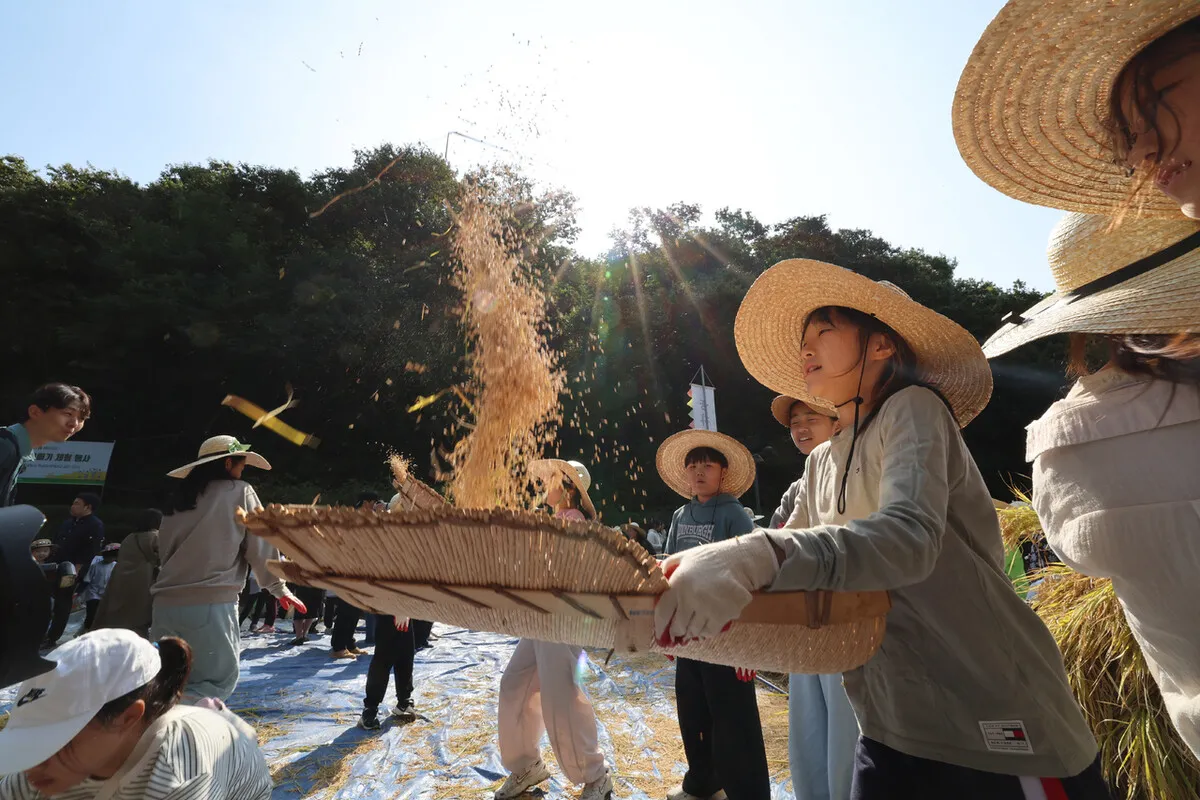 서울 도심서 낫질, 키질, 볏짚 묶기…가을맞이 벼 베기 체험 [포토]