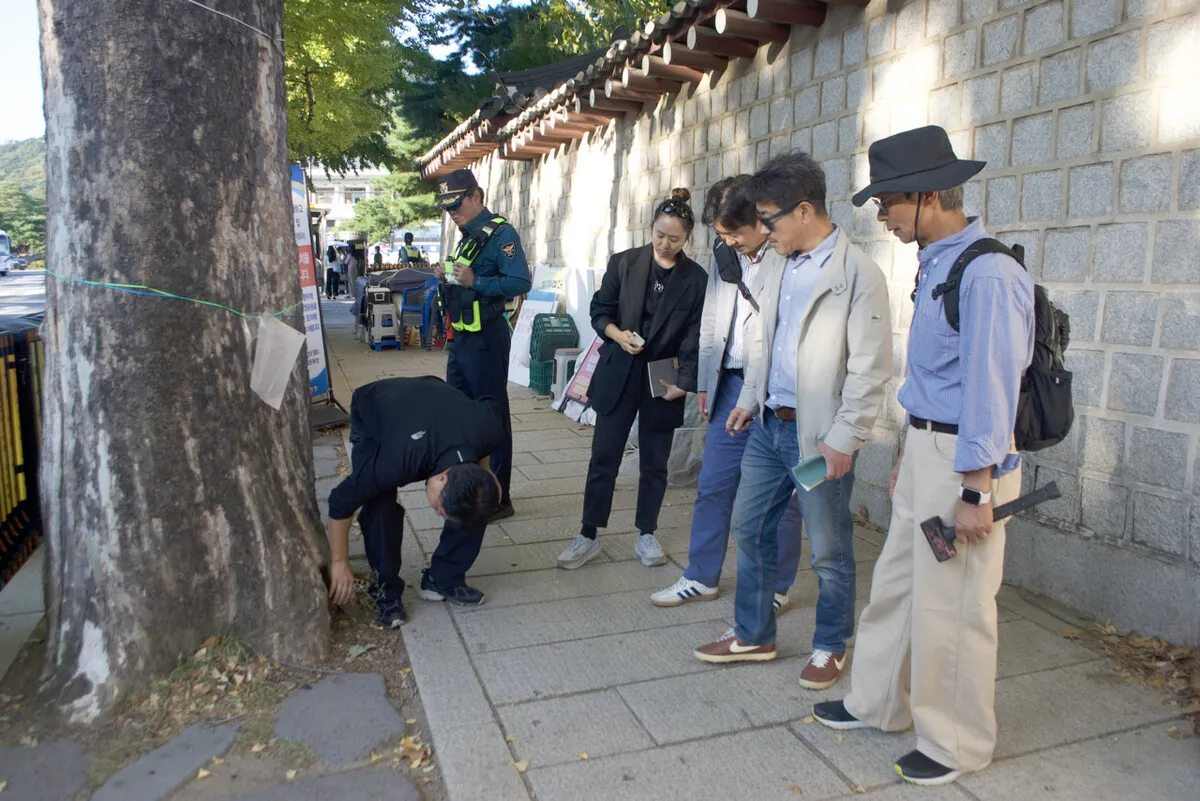 청와대 앞 100살 양버즘나무들, 살릴 길 있다…2가지만 해결되면