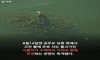 금강의 요정 vs. 가물치떼