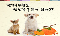 반려동물도 명절증후군이 싫다?!