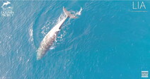 [영상] 그물에 갇힌지 2주째…‘밍크고래를 살려주세요’