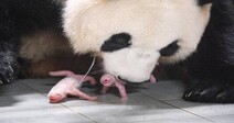 China gains 2 new ambassadors to Korea in form of newborn panda cubs