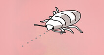[Five Qs] Korea’s bedbug panic is a population density problem, not a sanitation one