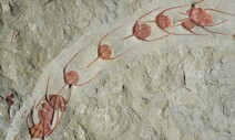 동물의 집단이동, 4억8천만년 전 삼엽충에서도 출현