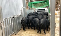 ‘최대한 천천히’ 도착한 도축장…고마운 돼지들이 돌아왔다