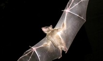 ‘바이러스의 저수지’ 박쥐가 끄떡없이 진화한 비밀