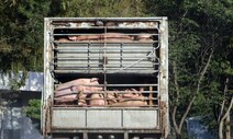 “야생멧돼지 ASF 발생 안정돼야 살처분 돼지농가 재입식 가능”