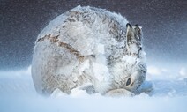 눈폭풍에 맞서…공처럼 웅크린 토끼
