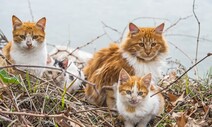 ‘아깽이 대란’ 막을 길냥이 TNR…우리 동네 예산은 얼마?