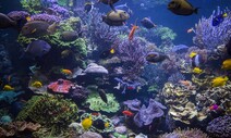 “기후변화 심해지면 물고기 60% 삶터 잃는다”