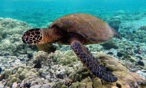 망망대해, 바다거북은 엉성한 ‘내비’로 대양섬 찾는다
