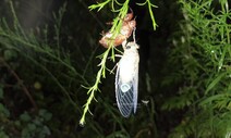 깔따구·대벌레·매미나방…‘돌발 해충’을 위한 변명