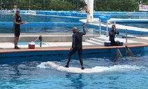 “벨루가 서핑, 동물 해칠 수 있는 최악의 체험”