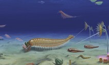 눈 5개 달린 원시 ‘키메라 새우’ 화석 발견
