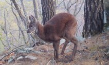 ‘멸종위기 1급’ 사향노루 포착…서식지 보호 시급