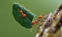 농사 경력 6천만년 ‘개미 농부’로부터 배운다