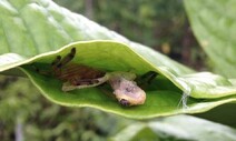 개구리 사냥하는 거미, 나뭇잎 엮어 덫으로 사용
