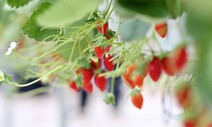인공지능 vs 농부…딸기 재배 대결 누가 이겼을까