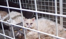 광주 주택가 불법사육 고양이 구출…‘이제 살았다 옹’