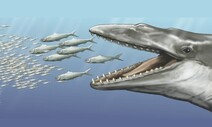 수염고래 조상은 수염과 이빨 모두를 지녔다