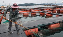 바다에 “28도 이상한 물이 왔다”…매일 아침, 우럭의 떼죽음