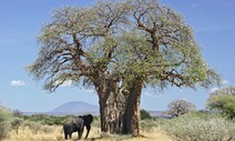 ‘불멸의 나무’ 바오바브, 카카오 뛰어넘는 아프리카 농작물 되나