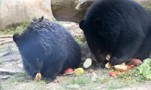 ‘사육곰 농장’ 구조 새끼 반달곰, 청주동물원에 ‘둥지’