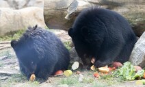 사육곰 보호시설 2곳 짓고 야생동물 카페 금지한다