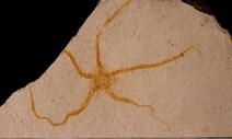 1500만년 전 포항은 깊은 바다였나…심해 거미불가사리 화석 발견