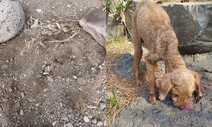 제주서 코·입만 내놓고 땅에 묻힌 푸들 발견…경찰 “CCTV 확인 중”