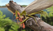 도롱뇽도 먹는 ‘10㎝ 거인’ 메뚜기, 2억년 전 보령 살았다