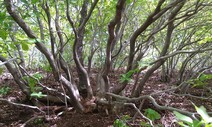 울주-밀양 경계 능동산에서 대형 철쭉나무 군락지 확인