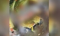급식 김치에 죽은 개구리가…같은 재단 중·고교 ‘발칵’