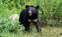 [단독] 지리산반달곰, ‘통제’ 대상에서 ‘존중’ 대상 됐다