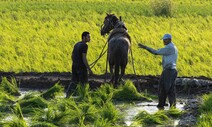 “고마워, 쌀!” 세계 곡물 위기, 쌀 소비 늘리는 나라들