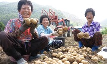 옥수수 따고, 감자 따고…여름 체험축제, 코로나 재확산에 ‘울상’