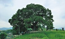 500살 ‘우영우 팽나무’ 나라가 지키나…천연기념물 지정 조사