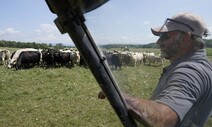 미 북동부·유럽 덮친 가뭄…“소 먹일 풀 없다” 우유·치즈 생산 위기