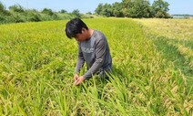 쌀값 45년 만에 최대 폭락…대풍년 볏짚만큼 쌓이는 시름