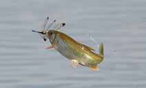 ‘S모양 턱’ 물고기, 짝짓기 잠자리 골라 한입에…끄리의 사냥