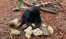 난생처음 나무 오르려 한 사육곰…‘곰숲’이 본능 일깨울까